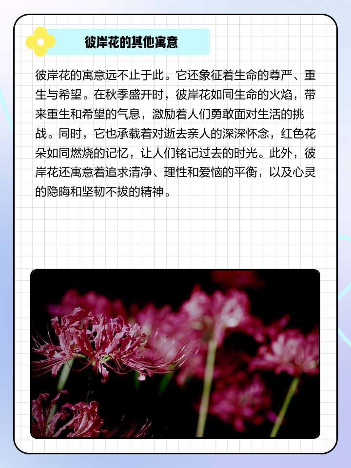 彼岸花的寓意